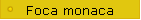 Foca monaca