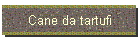 Cane da tartufi