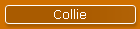 Collie