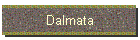 Dalmata