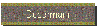 Dobermann