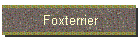Foxterrier