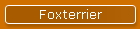 Foxterrier