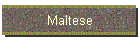 Maltese