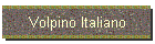 Volpino Italiano