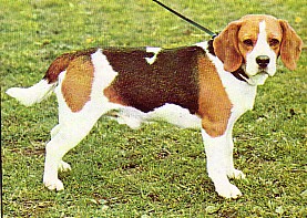 beagle