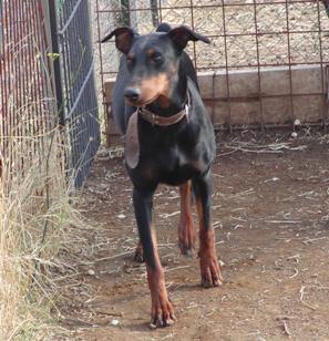 dobermann