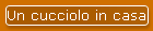 Un cucciolo in casa