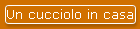 Un cucciolo in casa