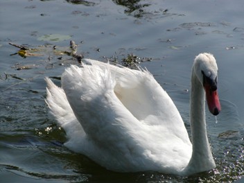 Cigno