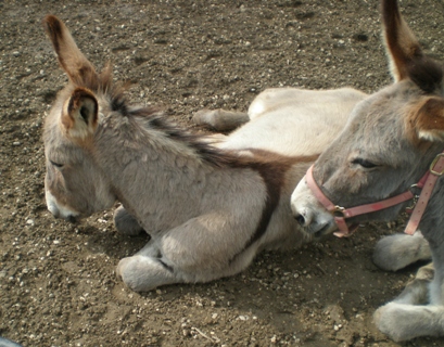 Asina con il suo puledro