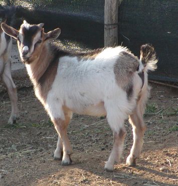 capra