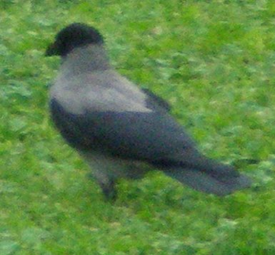 Cornacchia
