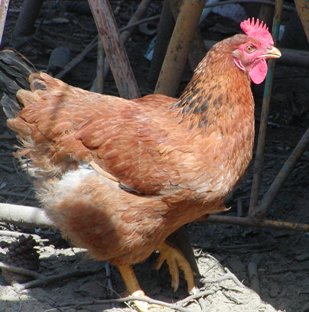 gallina.JPG