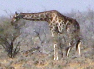 giraffa