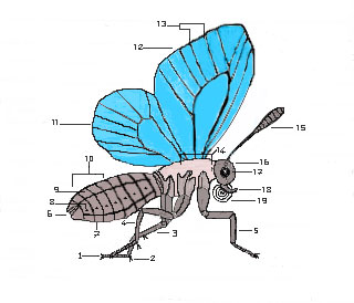 morfologia della farfalla