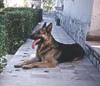 pastore tedesco pastore alsaziano cane lupo