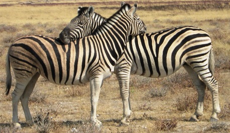 Zebra