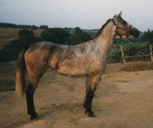 cavallo arabo linea polacca