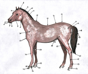 parti fisiche del cavallo