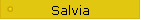 Salvia