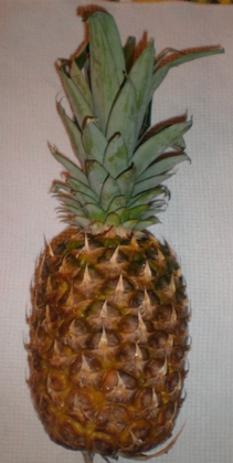 Ananas