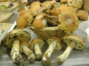 porcinello, rossino LECCINUM AURANTIACUM