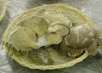 GELONE o ORECCHIETTA PLEUROTUS OSTREATUS