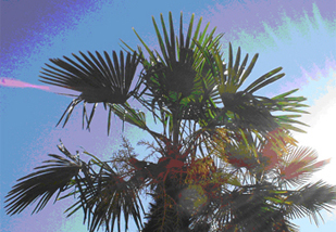 Palma che si profila nell'accecante cielo cubano